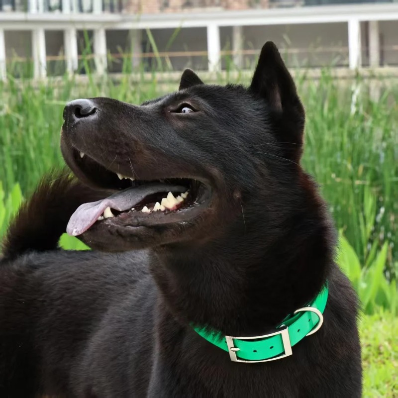 2.5cm Wide Heavy Duty TPU Dog  - огляд і ціна Outdoor Hunting Dogs